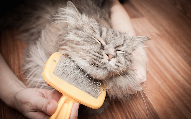5-most-common-myths-about-pet-grooming