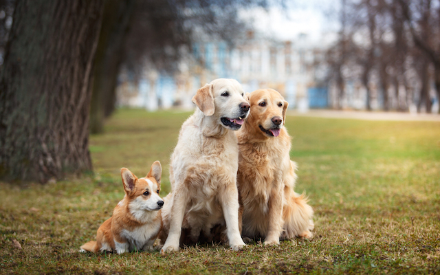 orange-dogs