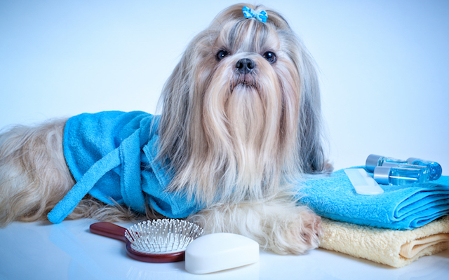 dog-grooming Bathing & Grooming