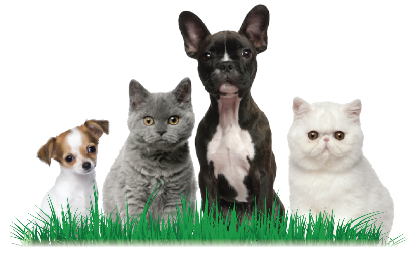 homepage-dogs-cat