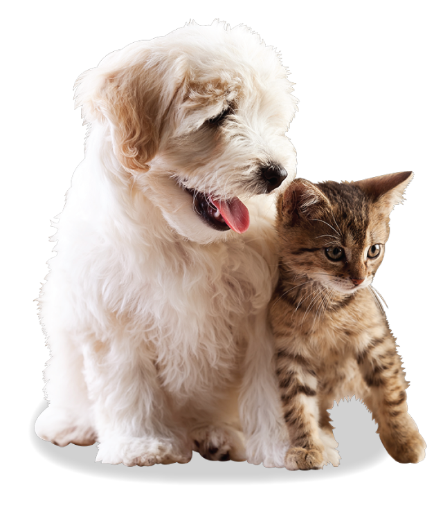 kitty_dog_cutout-2