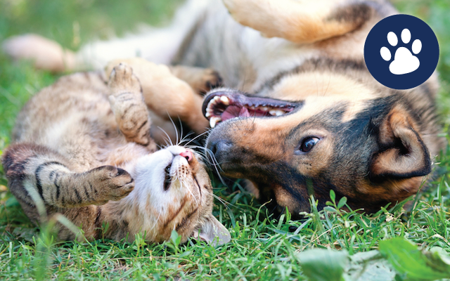 playful-paws-uber