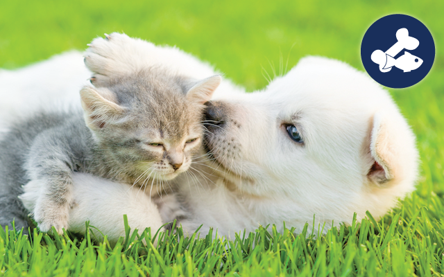 puppy-kitten-uber