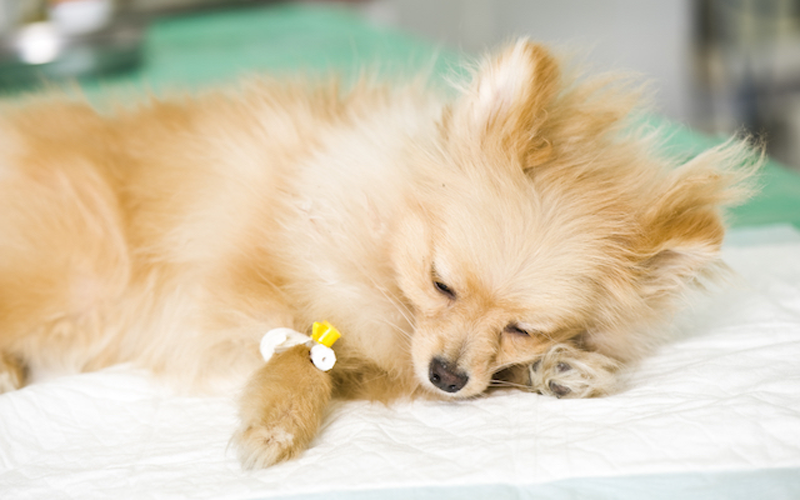service-amnesia Additional services provided by Hudson Veterinary Hospital