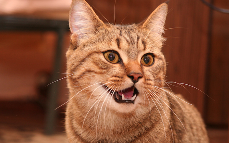 service-cat-smile Additional services provided by Hudson Veterinary Hospital