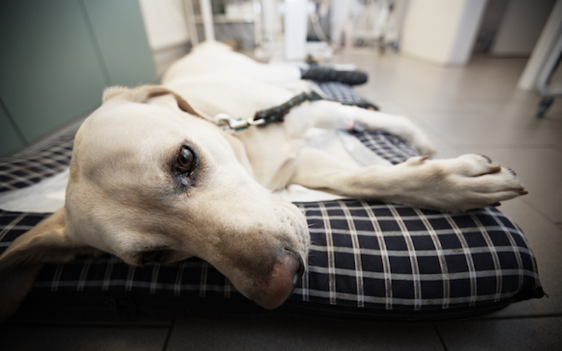 service-emergency Additional services provided by Hudson Veterinary Hospital