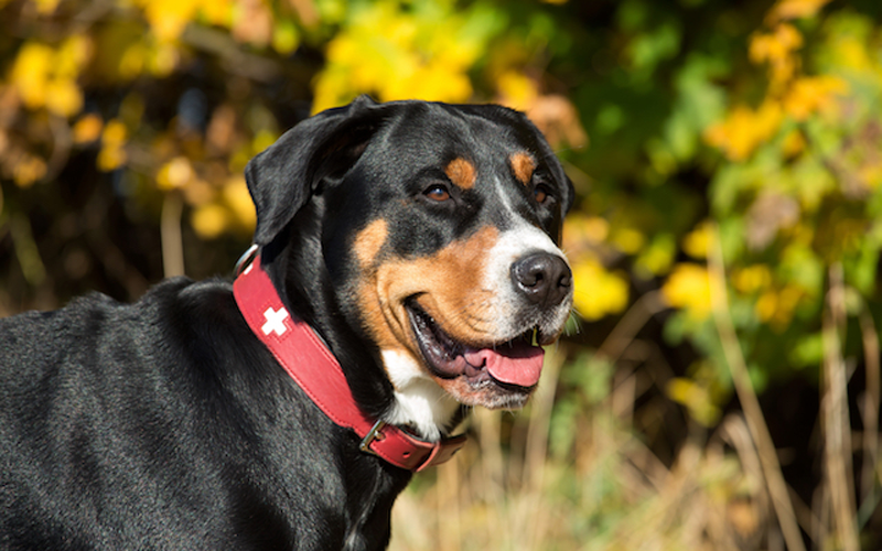 service-identification Additional services provided by Hudson Veterinary Hospital