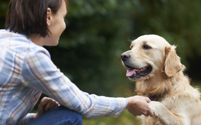 service-obedience-shake Additional services provided by Hudson Veterinary Hospital
