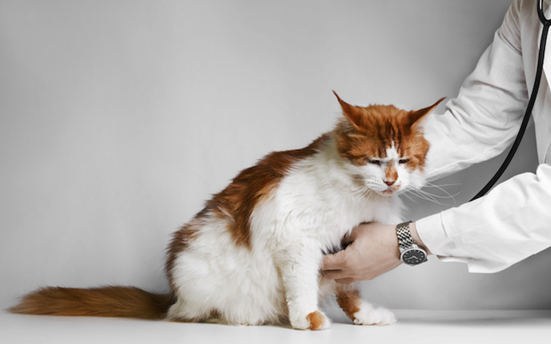 service-policies Additional services provided by Hudson Veterinary Hospital