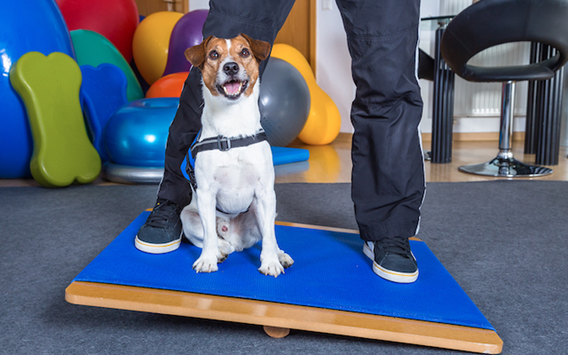 service-therapy Additional services provided by Hudson Veterinary Hospital