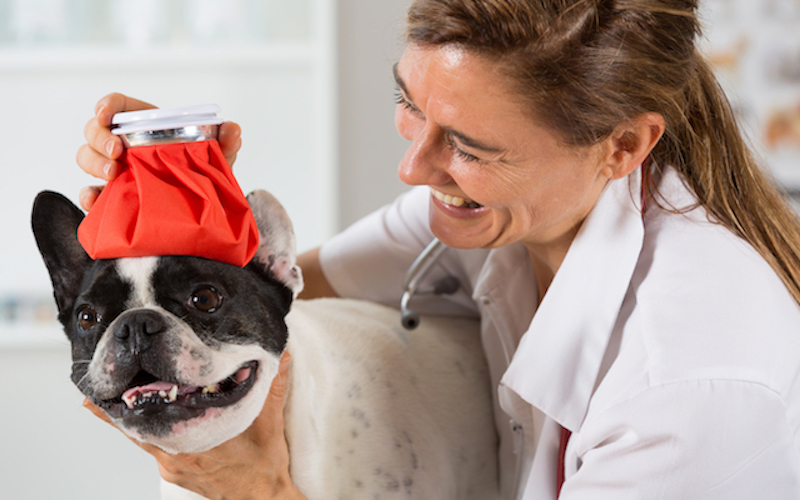 terrior-icepack Facts About Canine Influenza