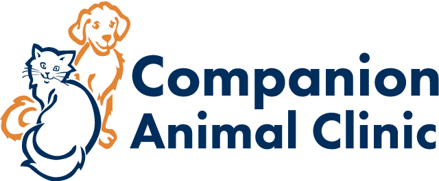 What is a Companion Dog? - Advanced Care Veterinary Hospital