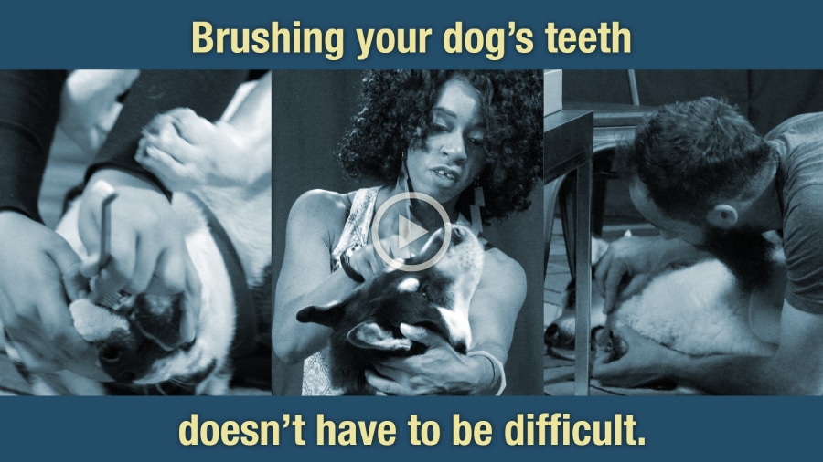 Brushing Your Dog’s Teeth Doesn’t Have to Be Difficult Veterinary