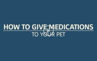 How to give Medications to your Pet