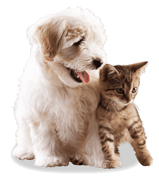 home-kitty-dog-cutout