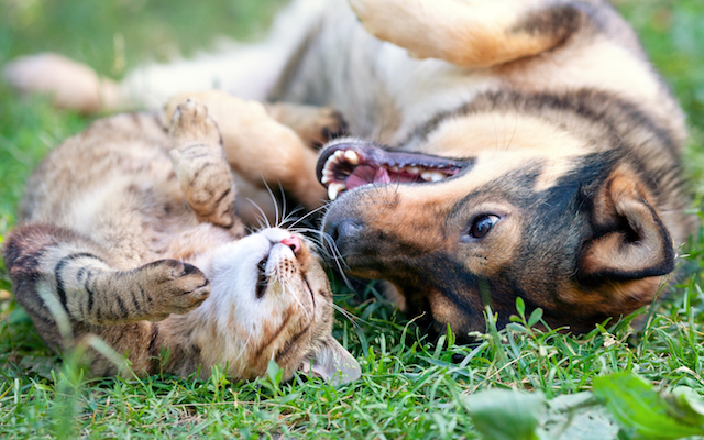 wellness-playful-paws-1 Cat and Dog playing