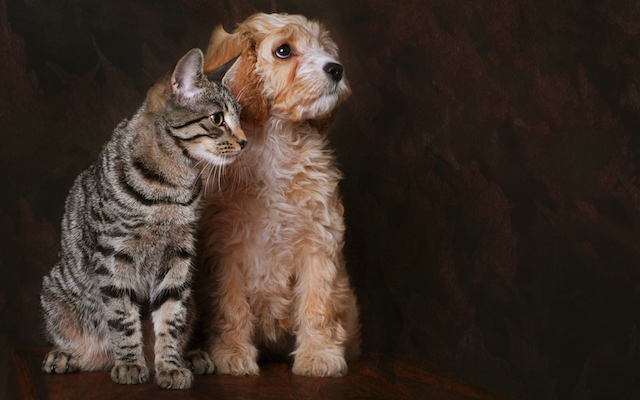 wellness-playful-paws-2 Cat and Dog Portrait