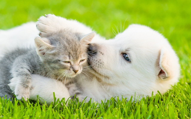 wellness-playful-puppies-kittens-1 Pup and Kitten playing