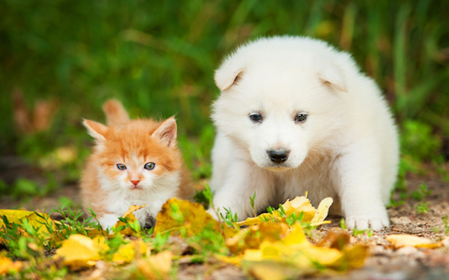 wellness-playful-puppies-kittens-2 Kitten and Puppy in grass