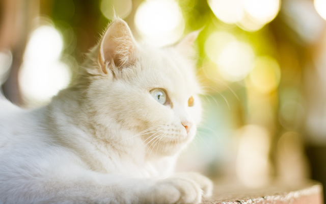 wellness-silver-whiskers-2 Older Cat